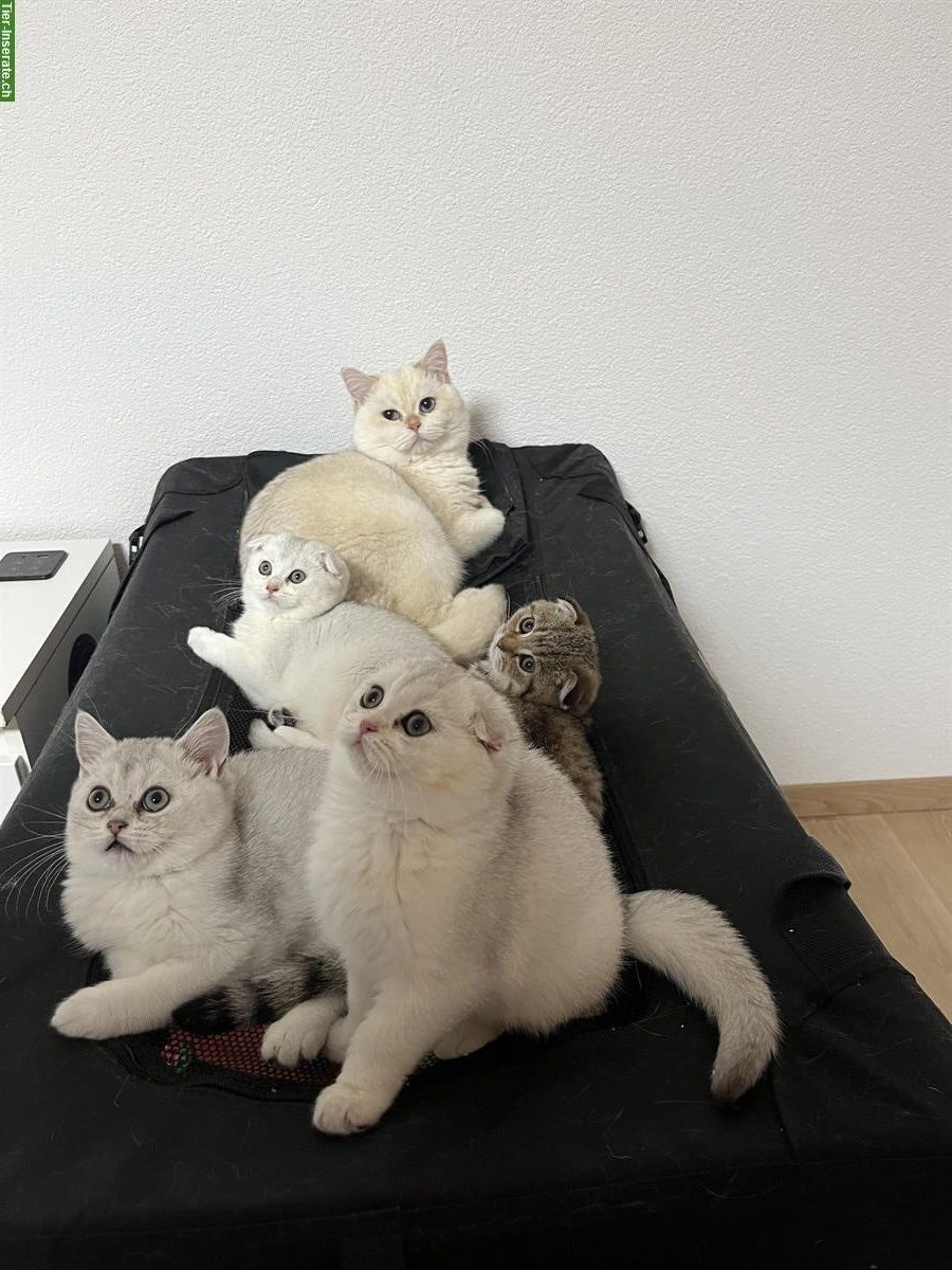 Bild 3: BKH Deckkater mit Blutgruppe A