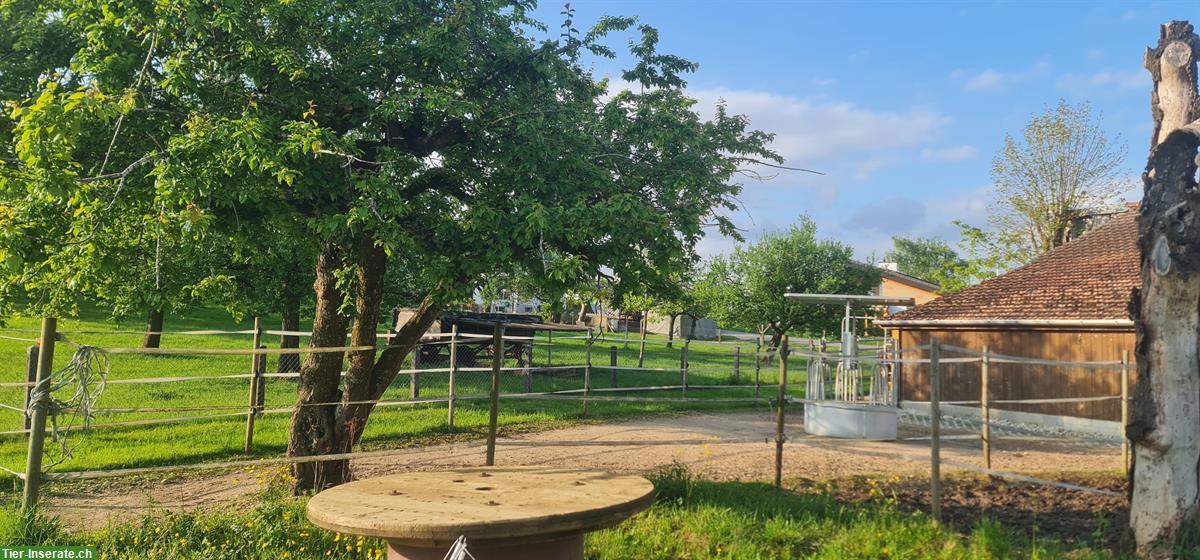 Bild 2: Platz In Gruppen-Offenstall in St. Pantaleon SO