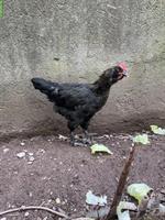 Grünleger x Marans Mix Güggel zu verschenken