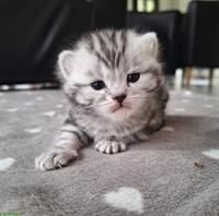 BKH Kitten silver tabby mit Stammbaum