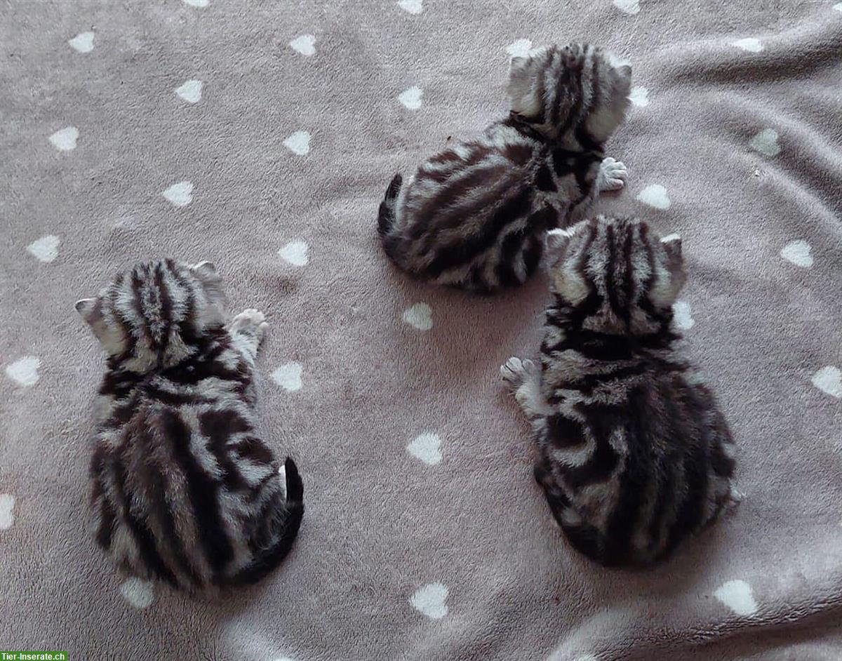 Bild 2: BKH Kitten silver tabby mit Stammbaum