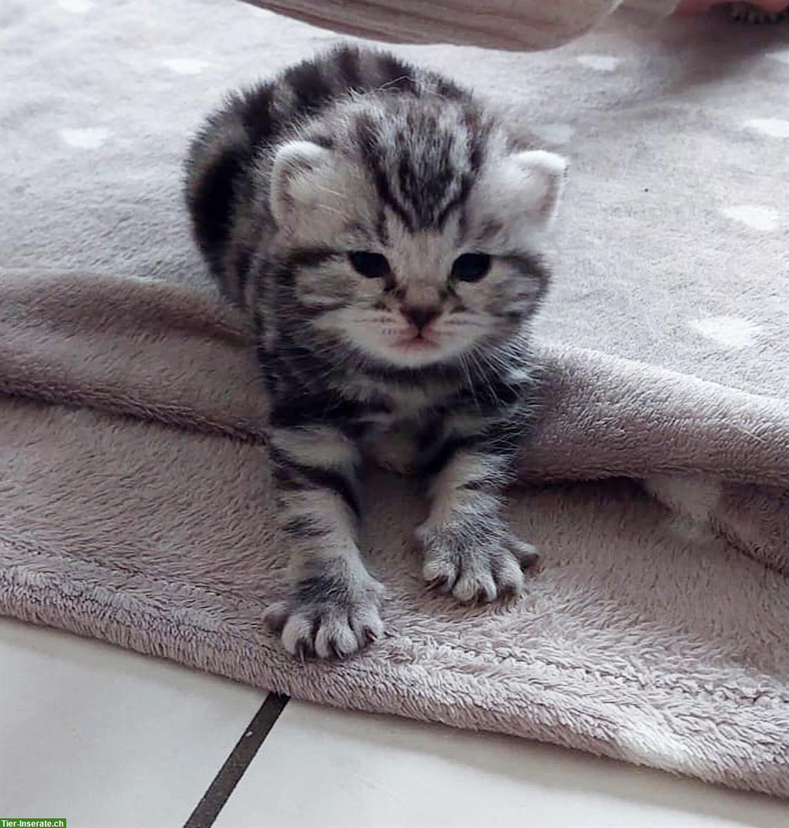 Bild 3: BKH Kitten silver tabby mit Stammbaum