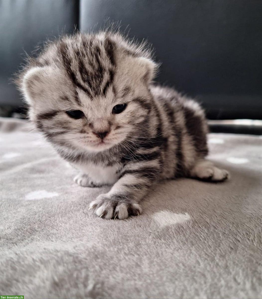 Bild 4: BKH Kitten silver tabby mit Stammbaum