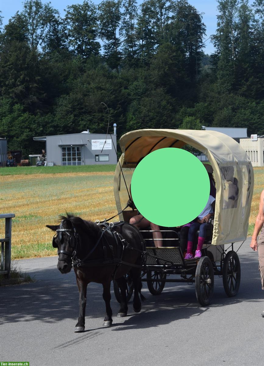 Planwagen für Ponys zu verkaufen