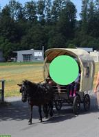 Planwagen für Ponys zu verkaufen