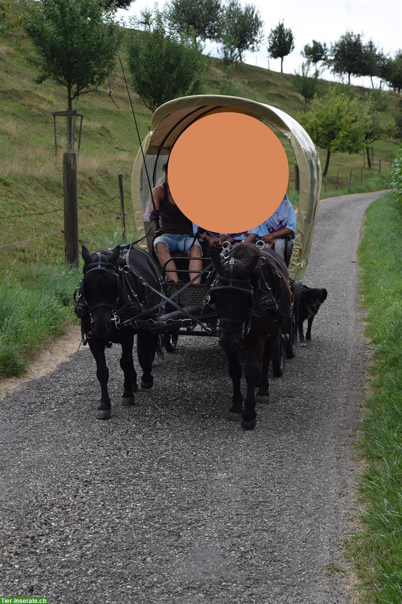 Bild 3: Planwagen für Ponys zu verkaufen
