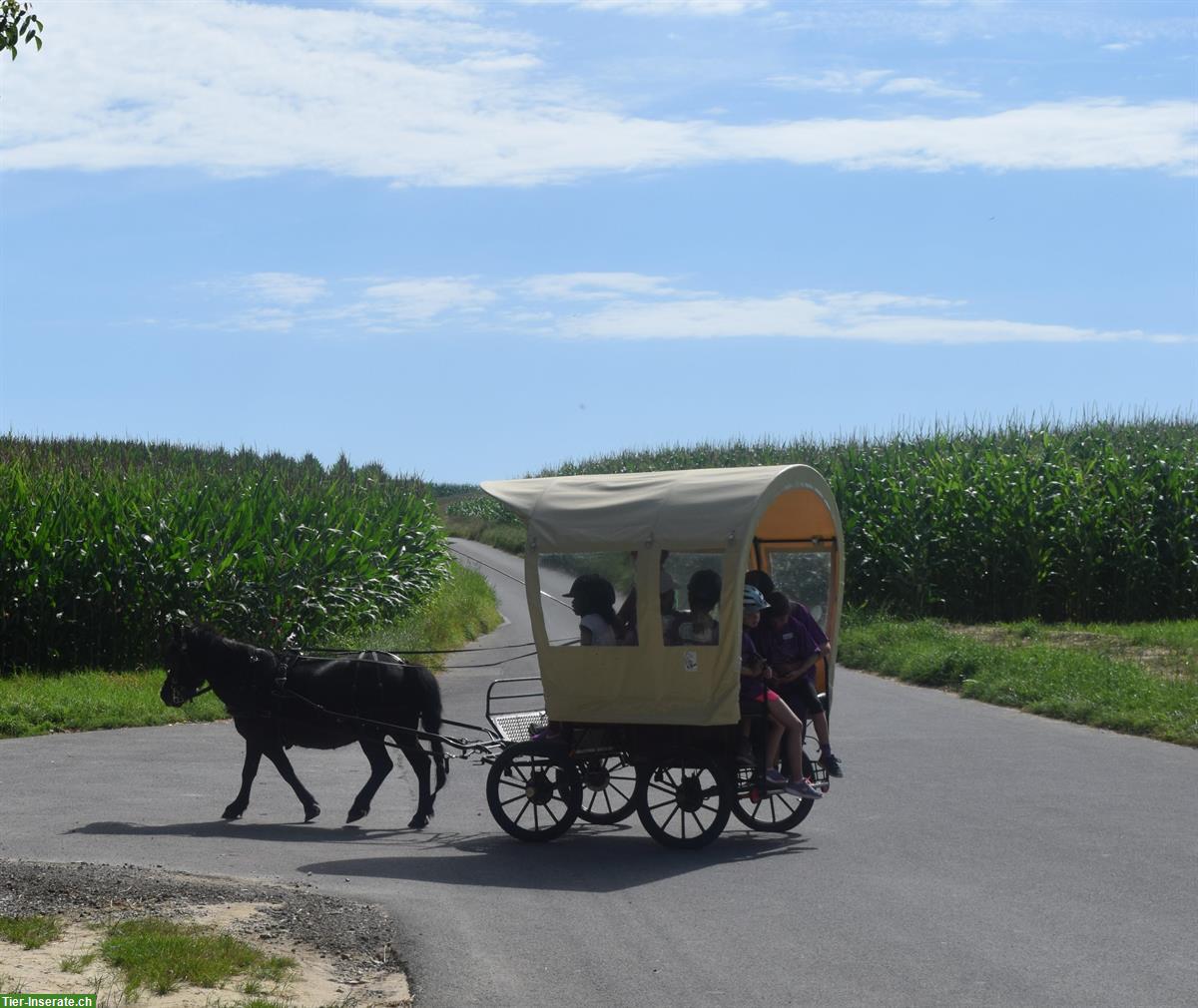 Bild 4: Planwagen für Ponys zu verkaufen