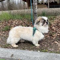 Malo, ein Tibet Spaniel Rüde, braucht Hundeerfahrung