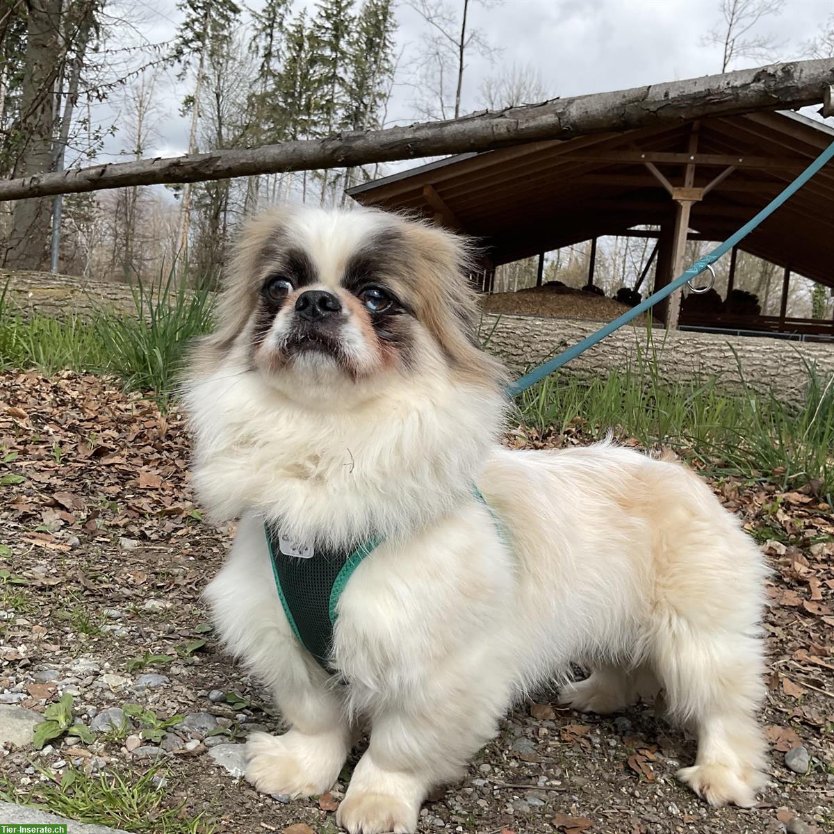 Bild 2: Malo, ein Tibet Spaniel Rüde, braucht Hundeerfahrung