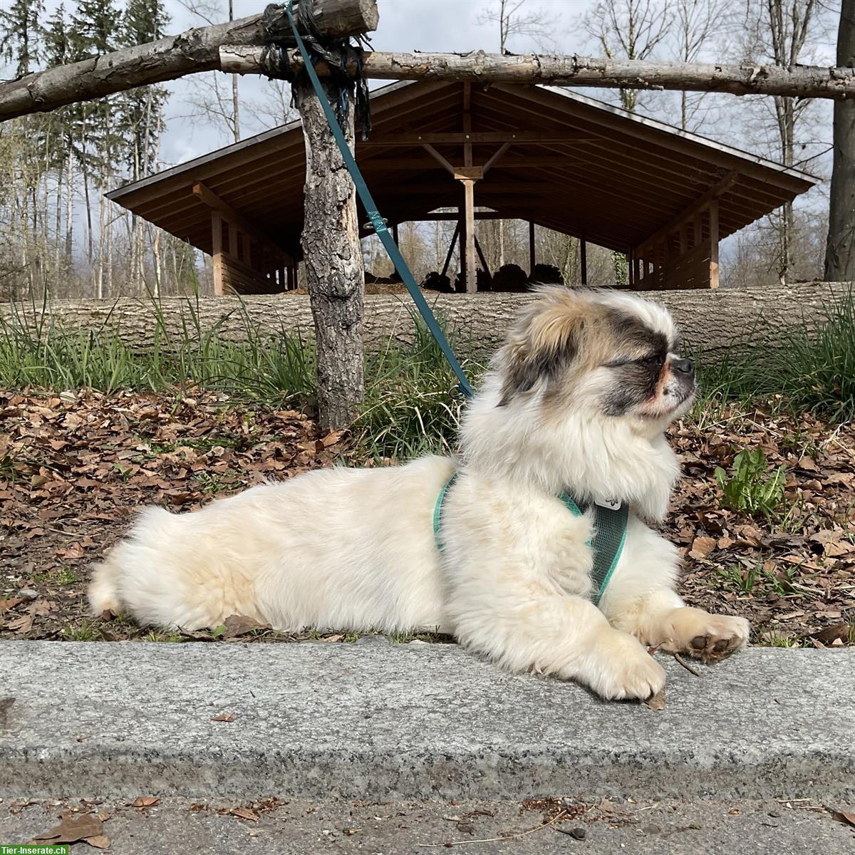 Bild 3: Malo, ein Tibet Spaniel Rüde, braucht Hundeerfahrung