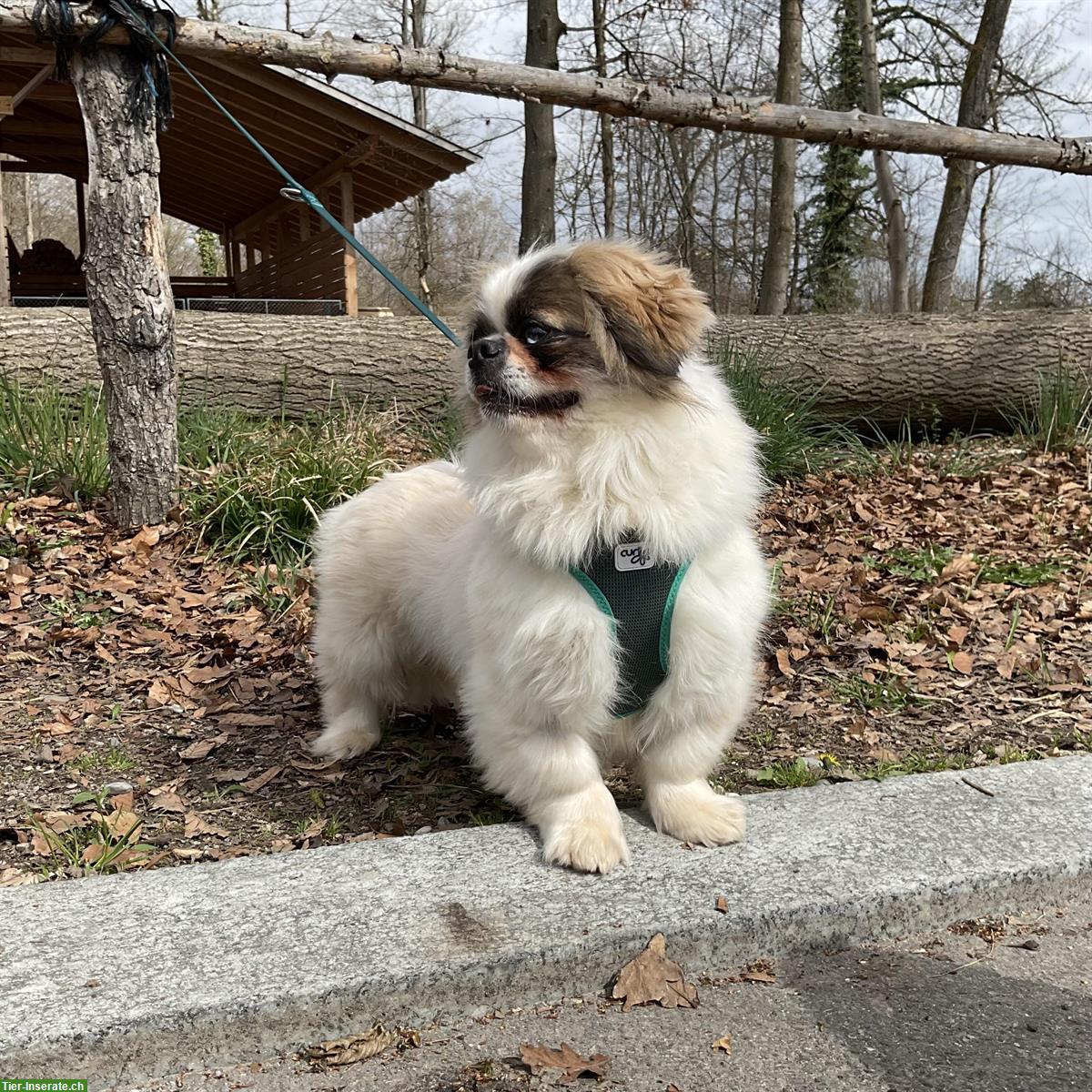 Bild 5: Malo, ein Tibet Spaniel Rüde, braucht Hundeerfahrung