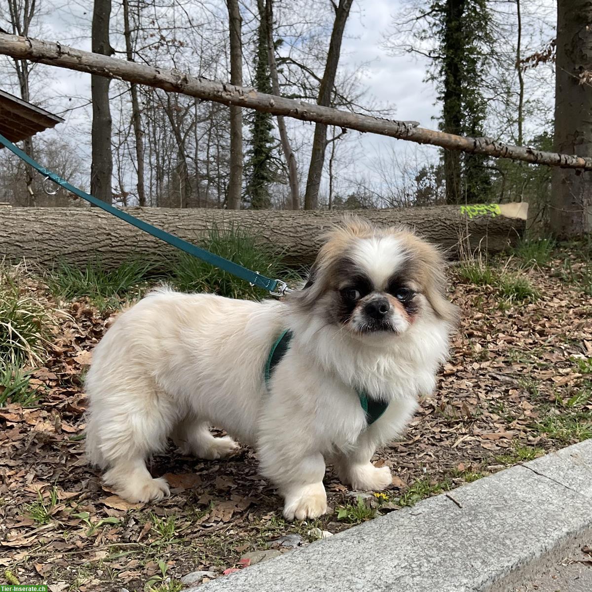 Bild 7: Malo, ein Tibet Spaniel Rüde, braucht Hundeerfahrung