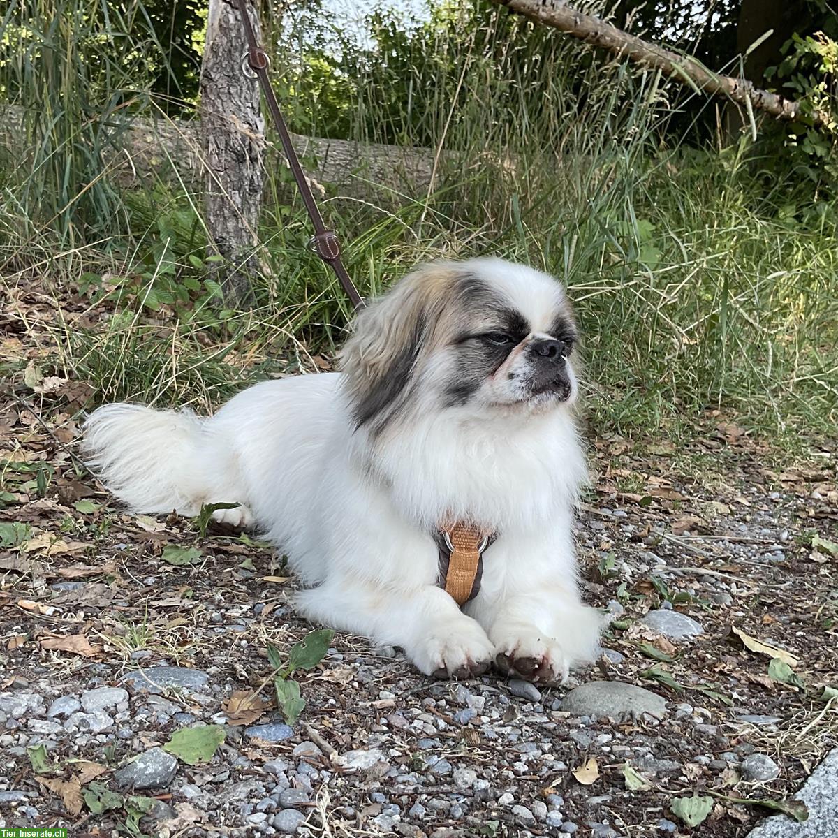 Bild 8: Malo, ein Tibet Spaniel Rüde, braucht Hundeerfahrung
