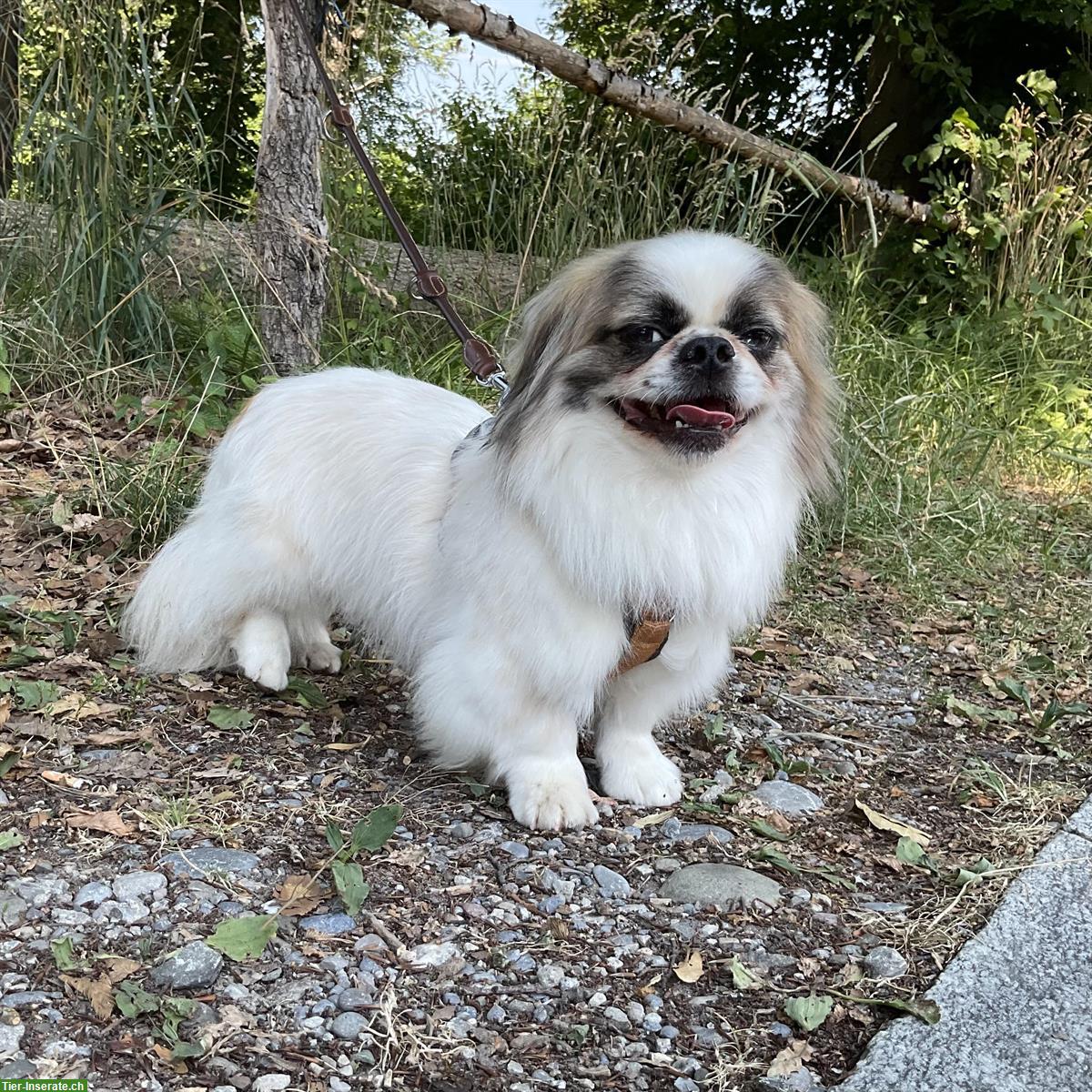 Bild 9: Malo, ein Tibet Spaniel Rüde, braucht Hundeerfahrung
