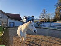 Offenstallplatz FREI für 1 - 2 Pferde, Waldkirch SG