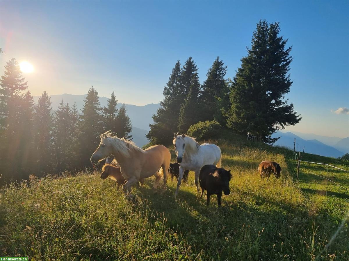 Bild 10: Sommerweiden für Pferde und Ponies im Graubünden