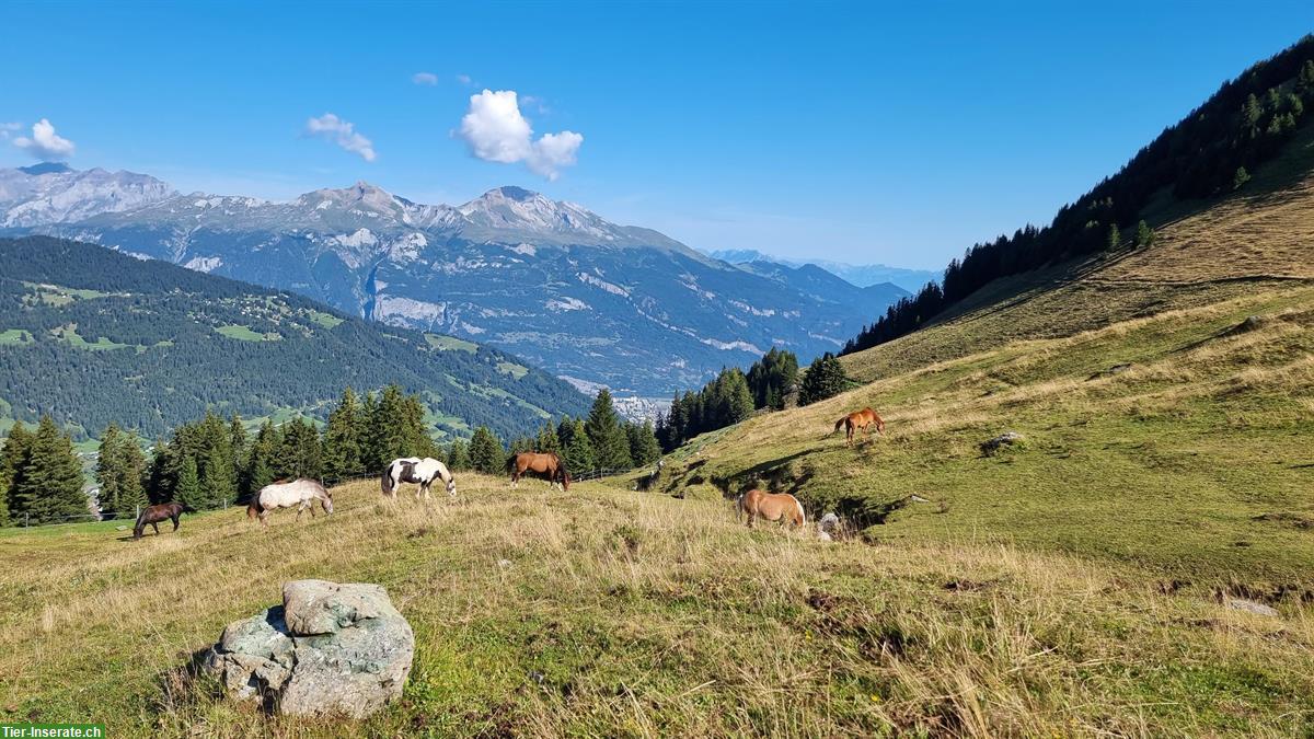 Bild 2: Sommerweiden für Pferde und Ponies im Graubünden