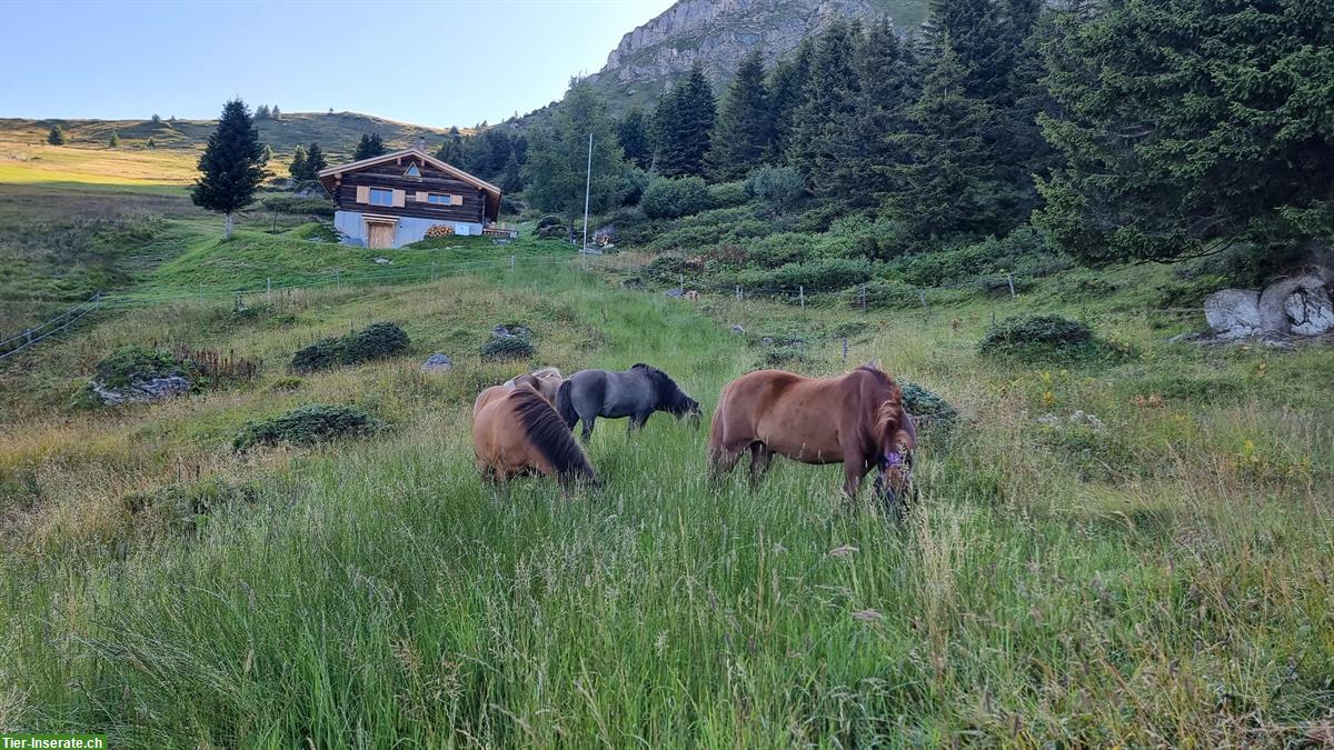 Bild 3: Sommerweiden für Pferde und Ponies im Graubünden