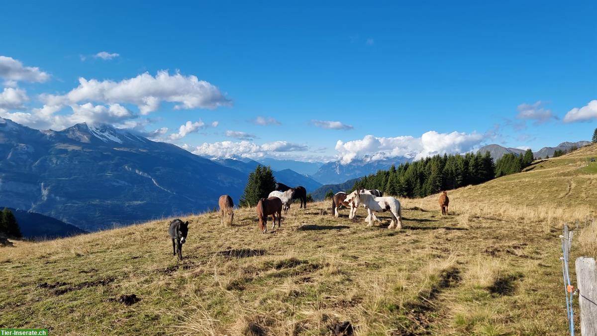 Bild 4: Sommerweiden für Pferde und Ponies im Graubünden