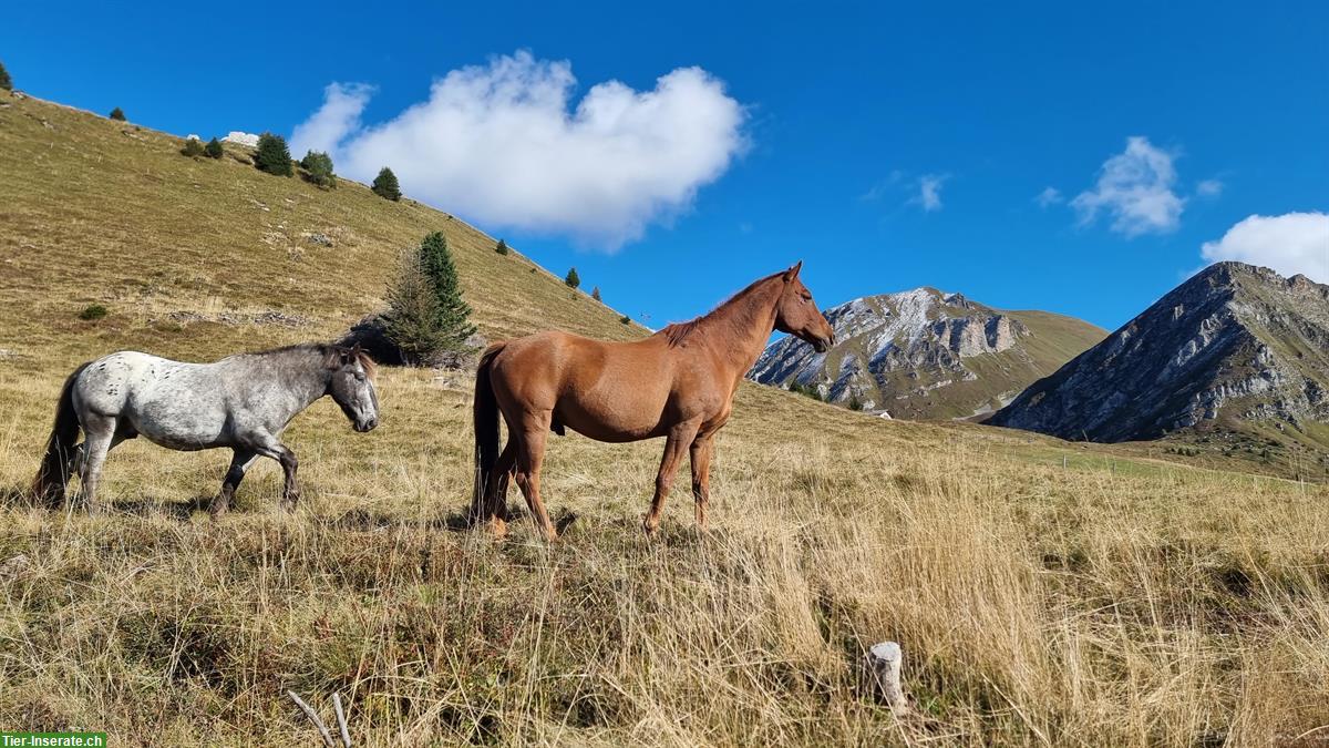 Bild 5: Sommerweiden für Pferde und Ponies im Graubünden