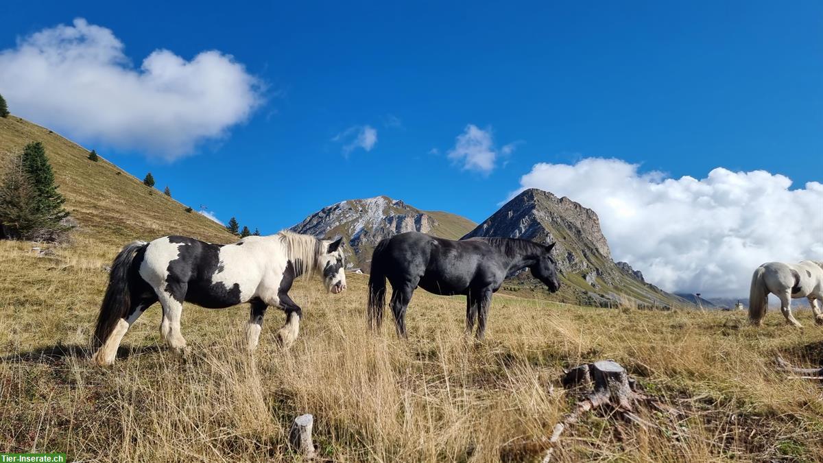Bild 6: Sommerweiden für Pferde und Ponies im Graubünden