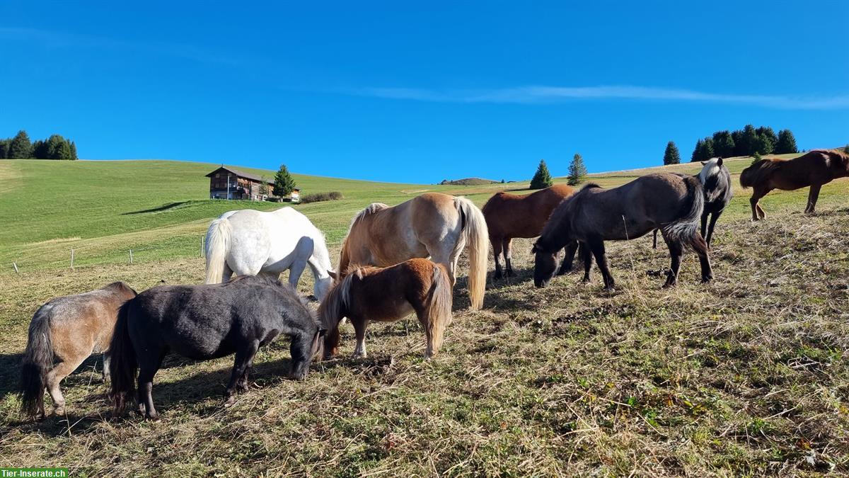 Bild 7: Sommerweiden für Pferde und Ponies im Graubünden