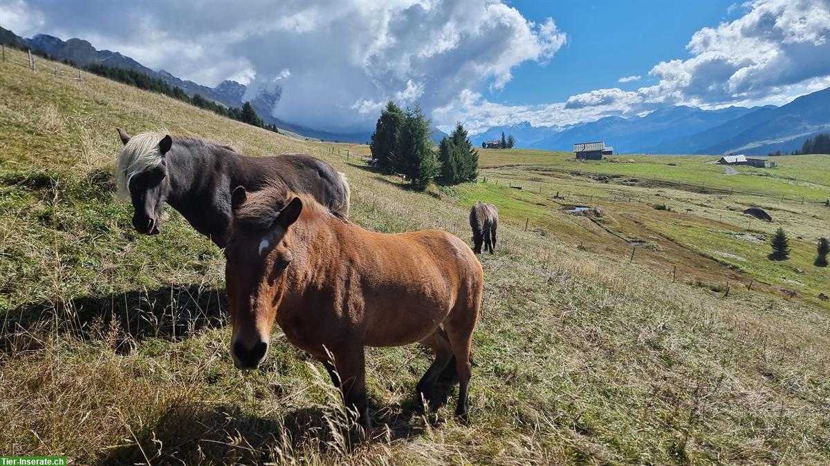 Bild 8: Sommerweiden für Pferde und Ponies im Graubünden
