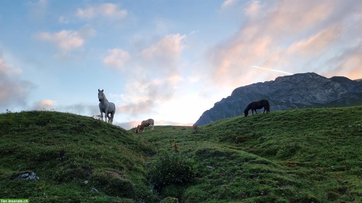 Bild 9: Sommerweiden für Pferde und Ponies im Graubünden