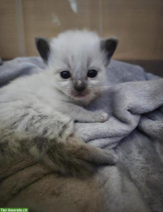 Heilige Birma Kitten, weiblich und männlich