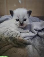 Heilige Birma Kitten, weiblich und männlich