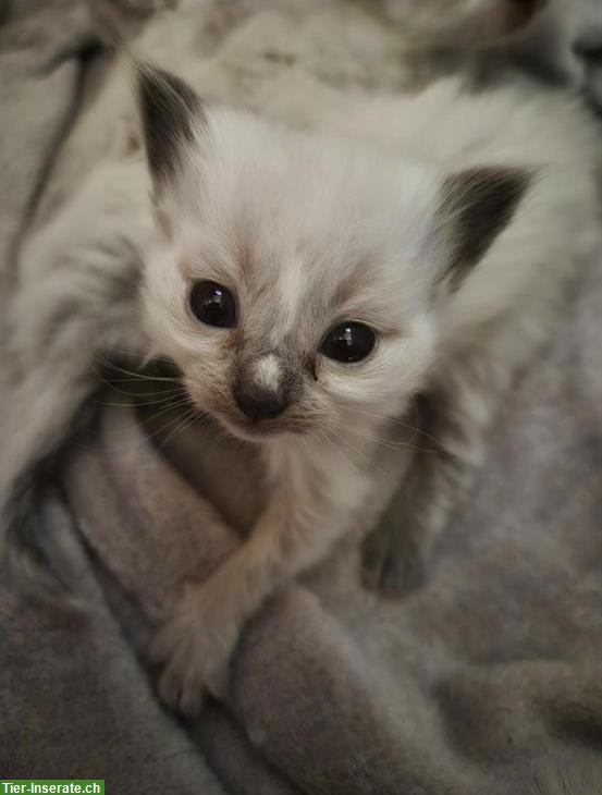 Bild 2: Heilige Birma Kitten, weiblich und männlich