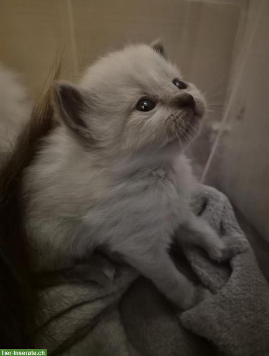 Bild 3: Heilige Birma Kitten, weiblich und männlich