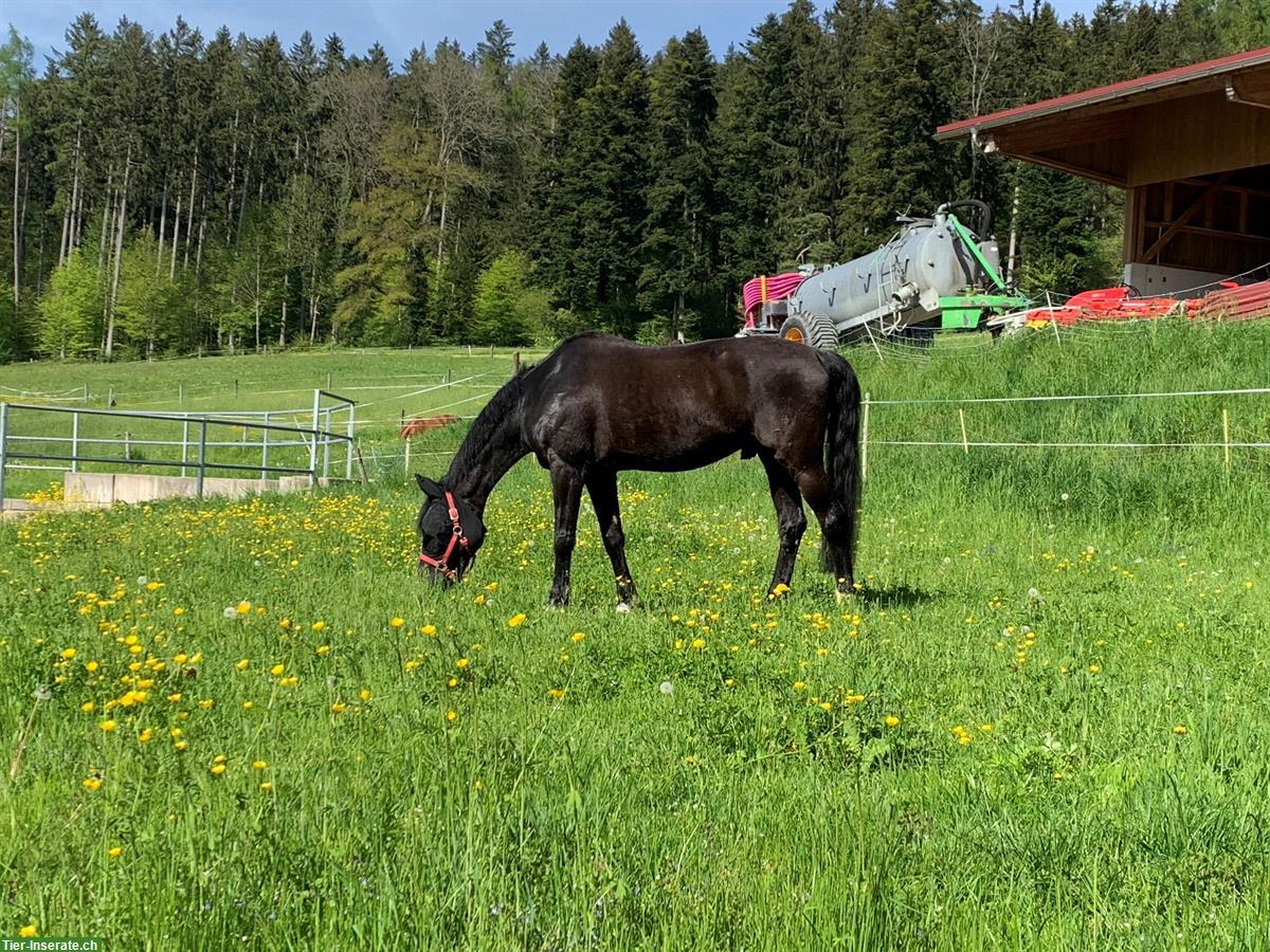 Bild 2: Reitbeteiligung für Hannoveraner Wallach in Affoltern am Albis