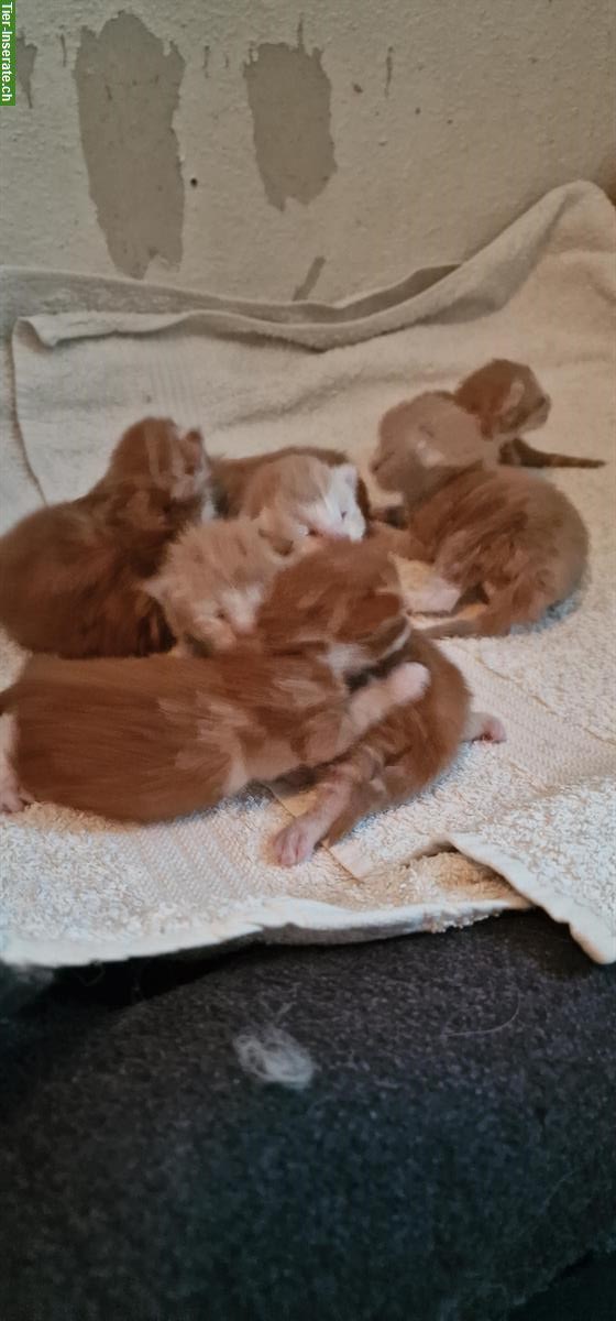Maine Coon Kitten mit Stammbaum, ECCE