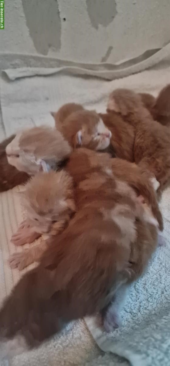 Bild 2: Maine Coon Kitten mit Stammbaum, ECCE