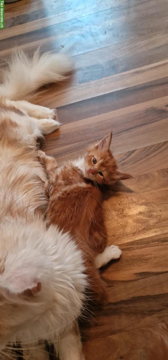 Bild 3: Maine Coon Kitten mit Stammbaum, ECCE