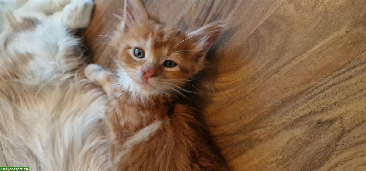 Bild 4: Maine Coon Kitten mit Stammbaum, ECCE