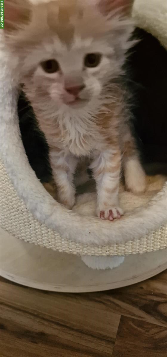 Bild 5: Maine Coon Kitten mit Stammbaum, ECCE