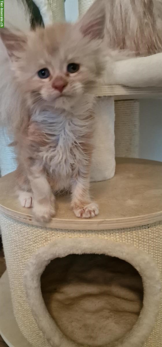 Bild 6: Maine Coon Kitten mit Stammbaum, ECCE