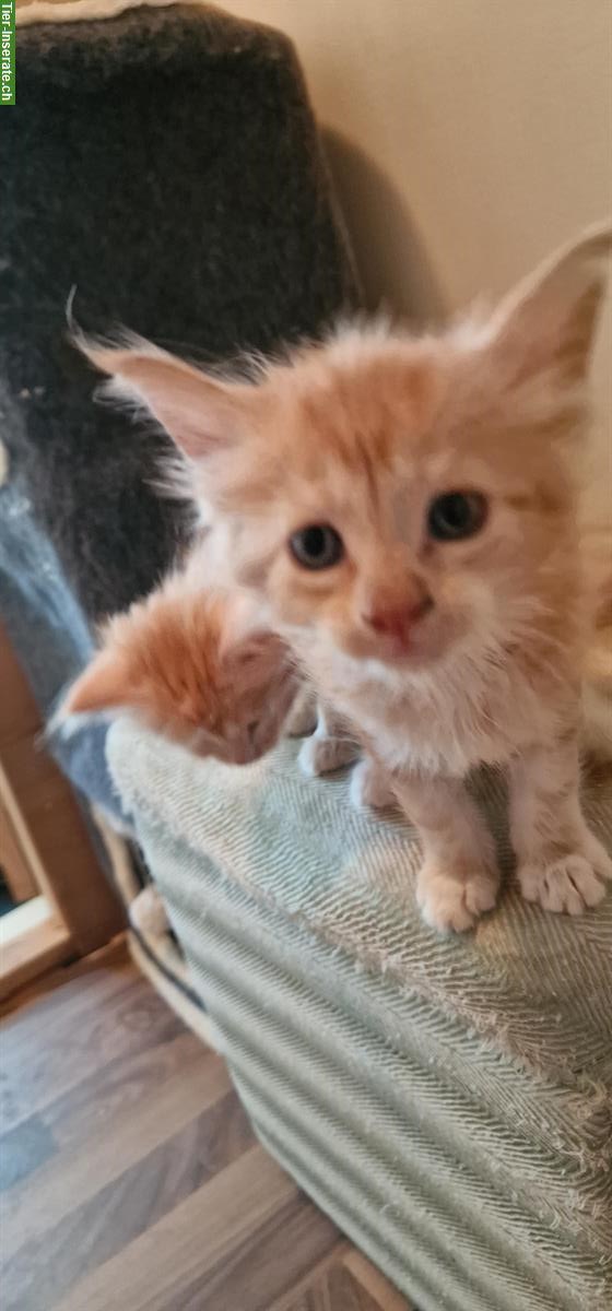 Bild 7: Maine Coon Kitten mit Stammbaum, ECCE