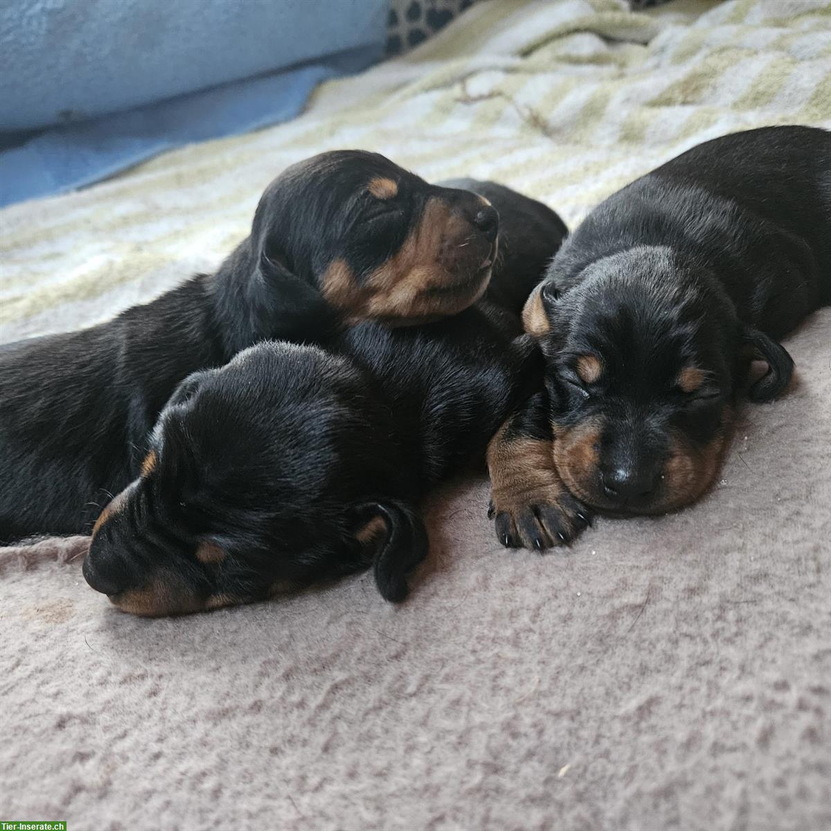Dackel Welpen, Doxie-Pin | Dackel x Rehpinscher Hybrid Mischung