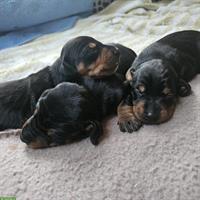 Dackel Welpen, Doxie-Pin | Dackel x Rehpinscher Hybrid Mischung