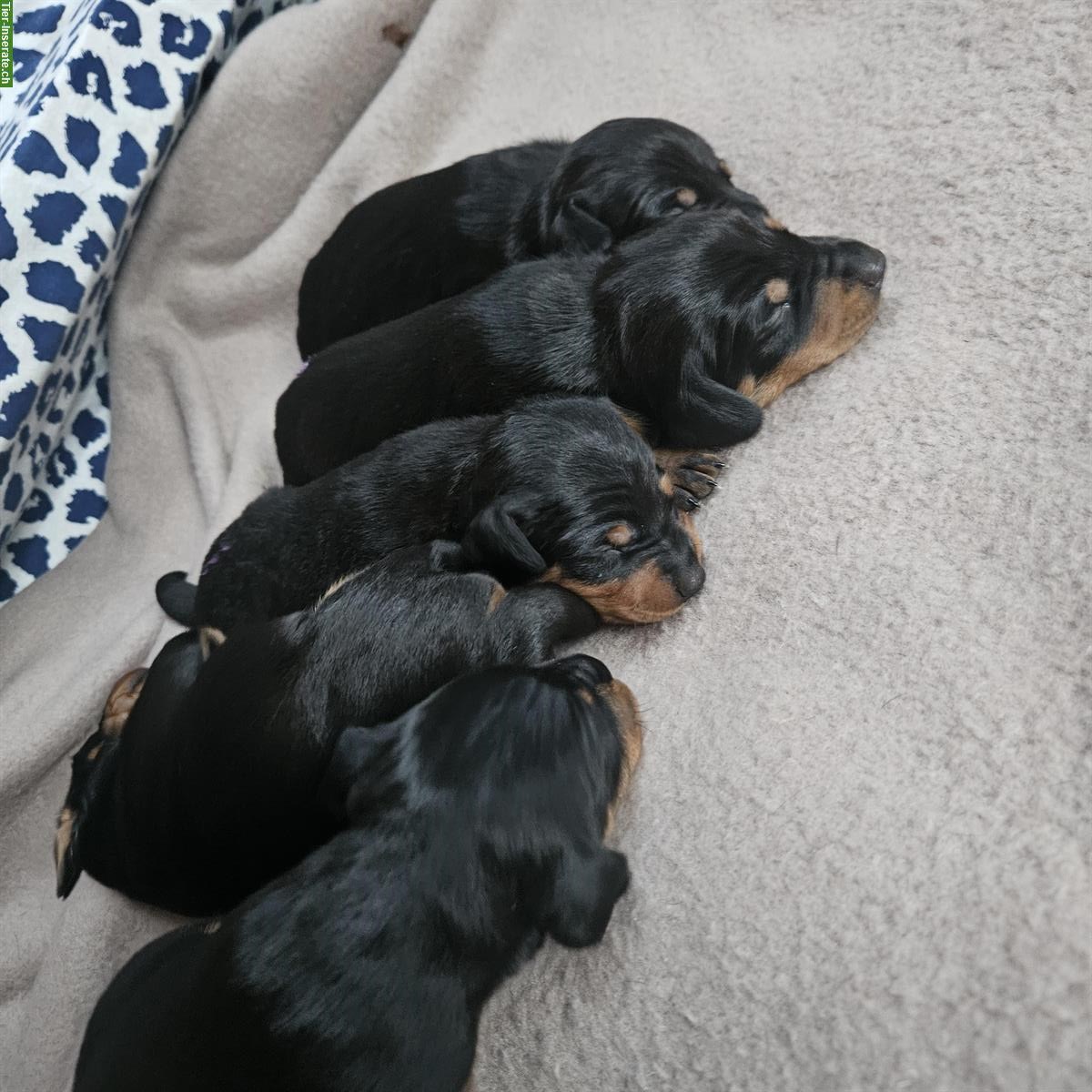 Bild 2: Dackel Welpen, Doxie-Pin | Dackel x Rehpinscher Hybrid Mischung