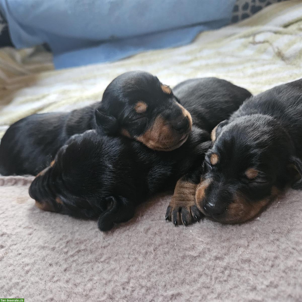 Bild 3: Dackel Welpen, Doxie-Pin | Dackel x Rehpinscher Hybrid Mischung