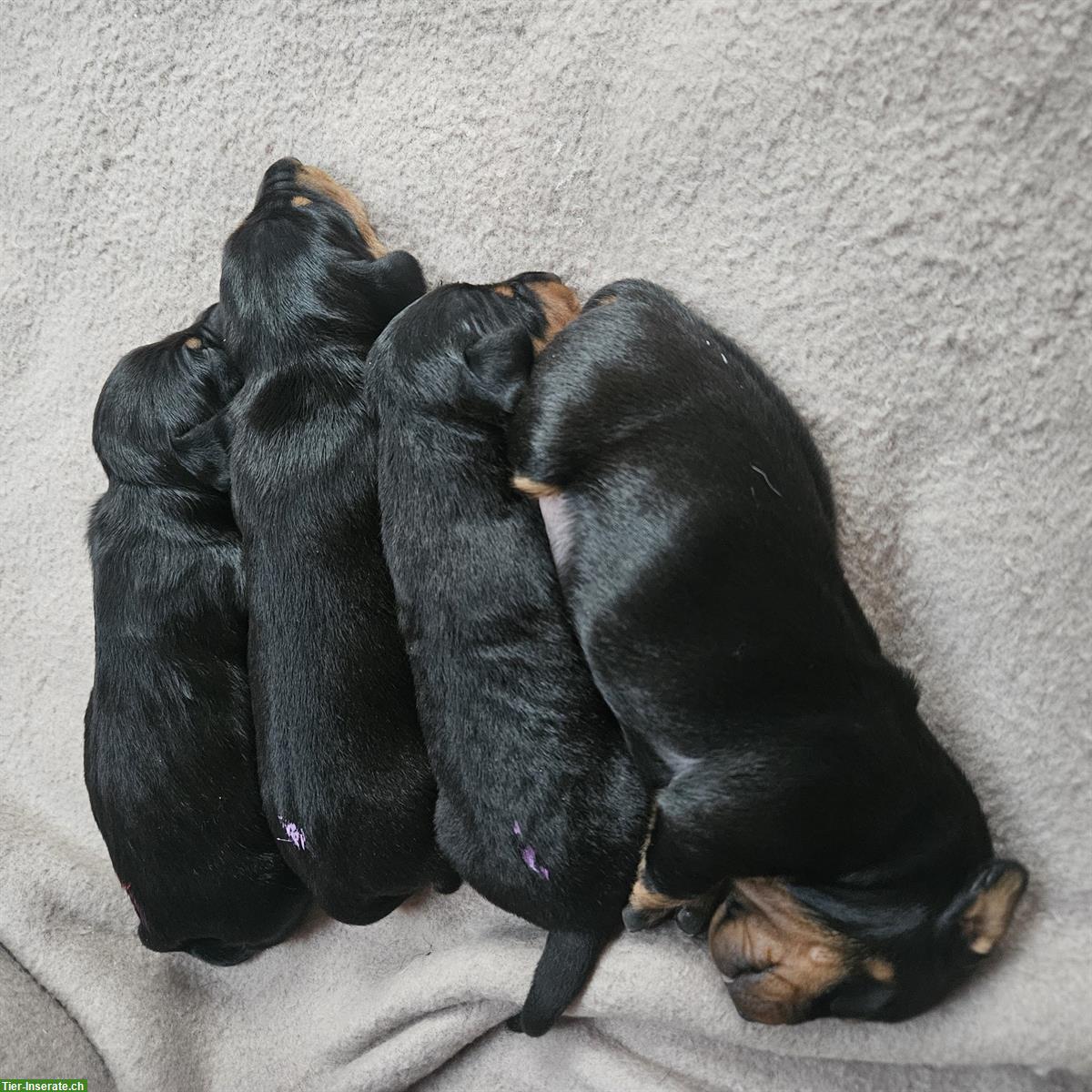 Bild 4: Dackel Welpen, Doxie-Pin | Dackel x Rehpinscher Hybrid Mischung