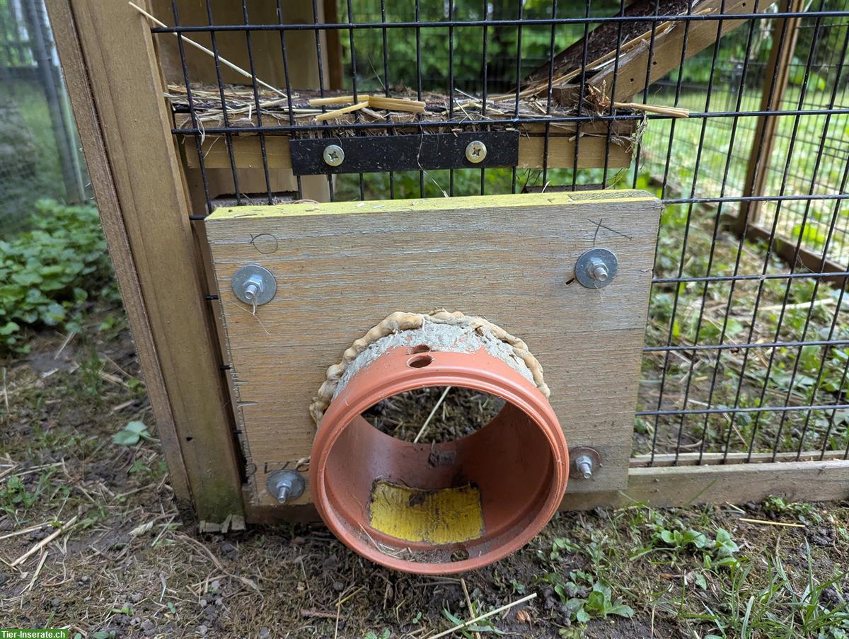 Bild 2: GRATIS: Meerschweinchenstall zu verschenken