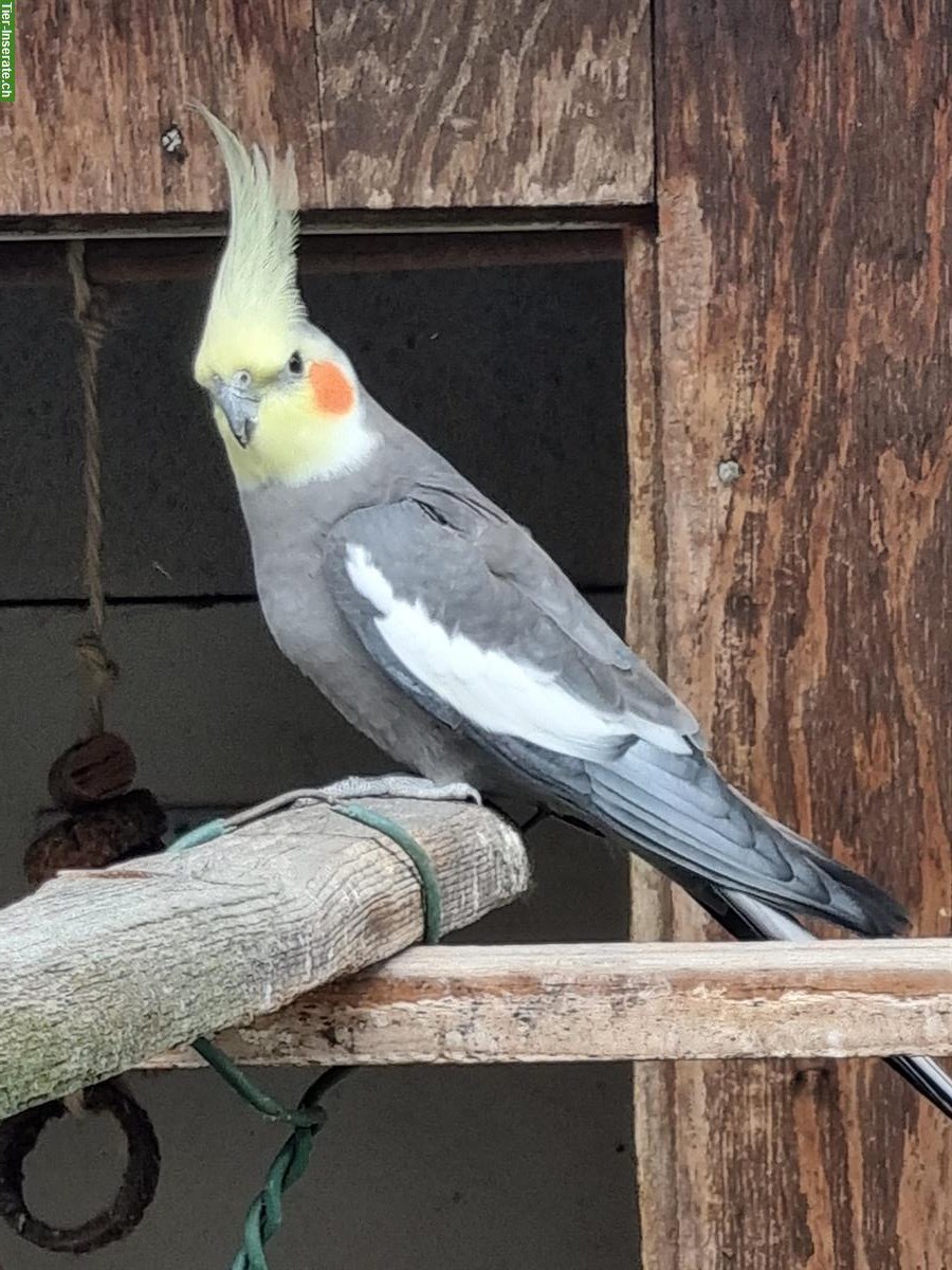 Bild 2: 2.0 Nymphensittiche Männchen zu verkaufen