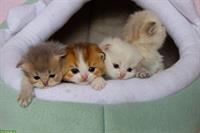 Reinrassige BKH / BLH Kitten mit Stammbaum