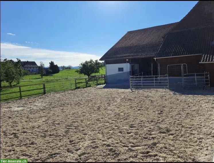 Bild 2: Pferde Platz in Offenstall frei im Thurgau