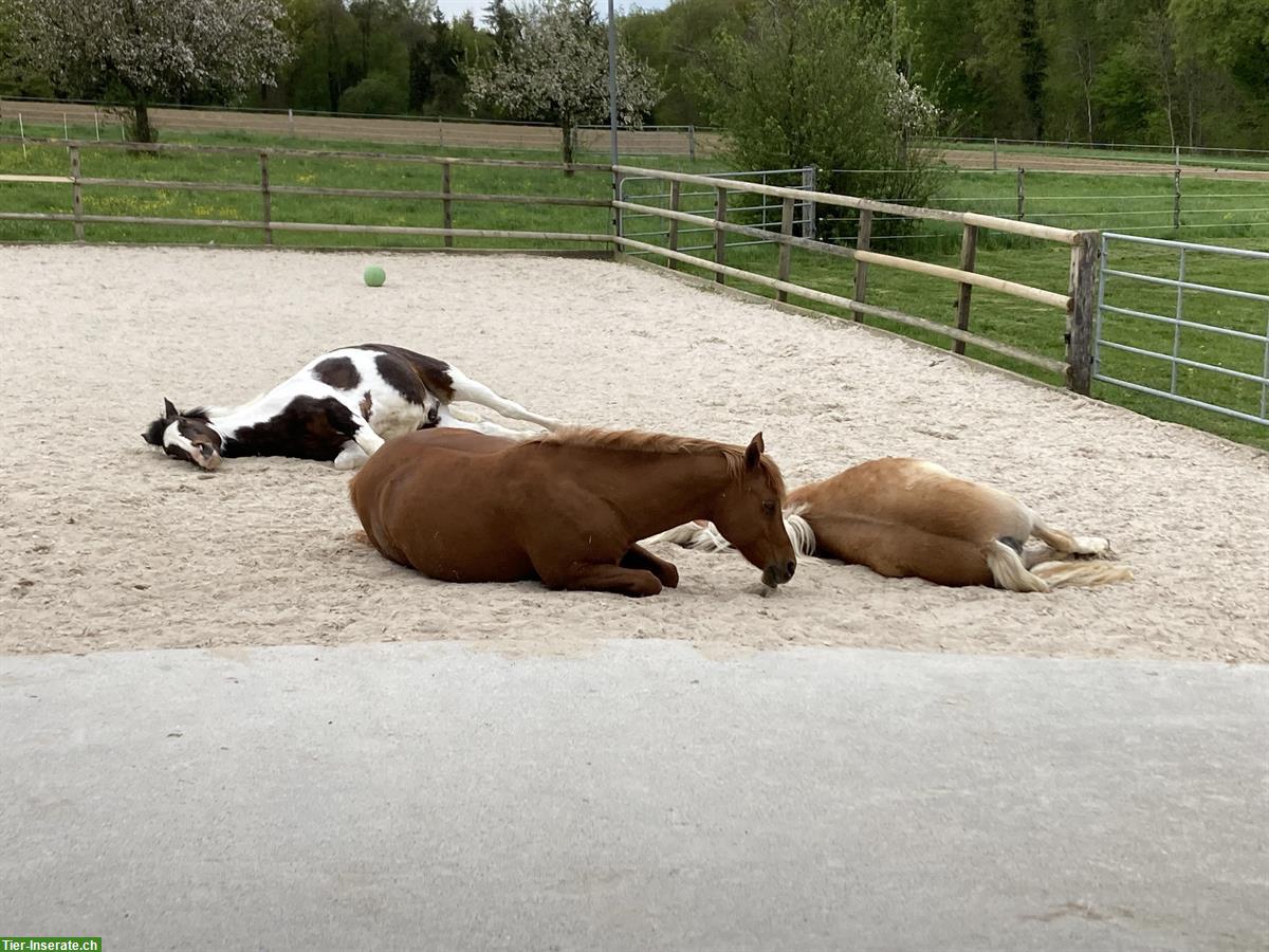 Bild 3: Pferde Platz in Offenstall frei im Thurgau